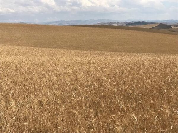 Farina lunghe lievitazioni Petra - 12,5 kg